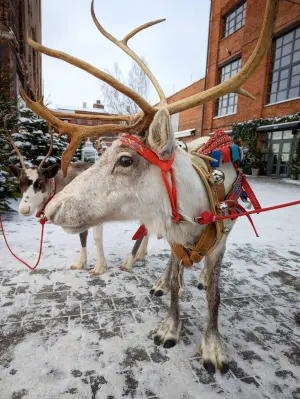Выходные в «Брусницыне» Культурный квартал Брусницын| Кожевенная лин.,30